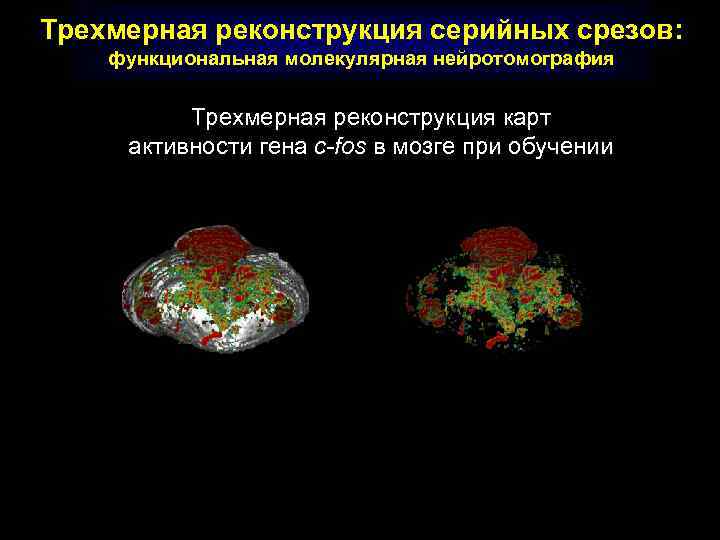 Трехмерная реконструкция серийных срезов: функциональная молекулярная нейротомография Трехмерная реконструкция карт активности гена c-fos в