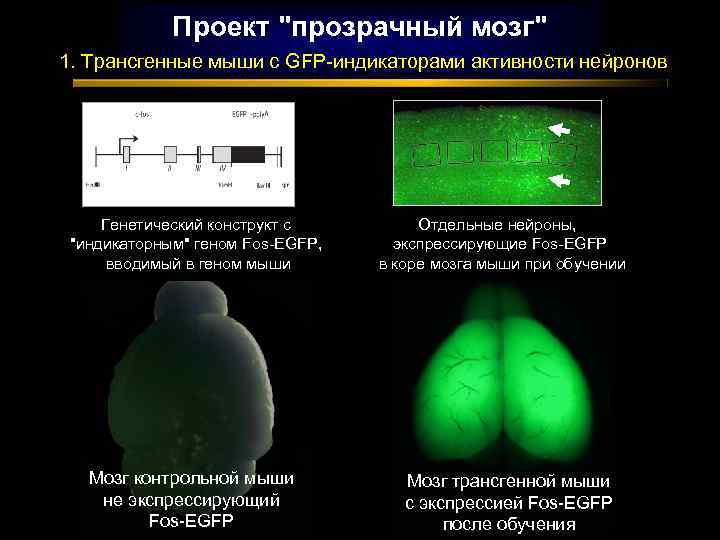 Проект 