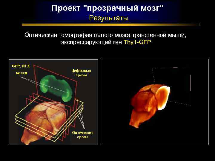 Проект 