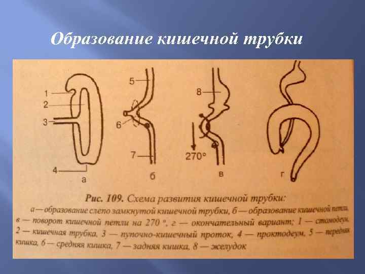 Образование кишечной трубки закладка нервной трубки формирование