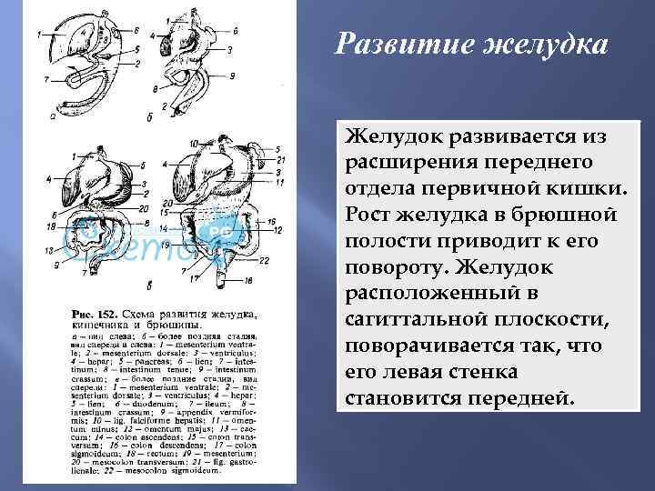 Сформирована стенка первичной кишки б развивается путем впячивания