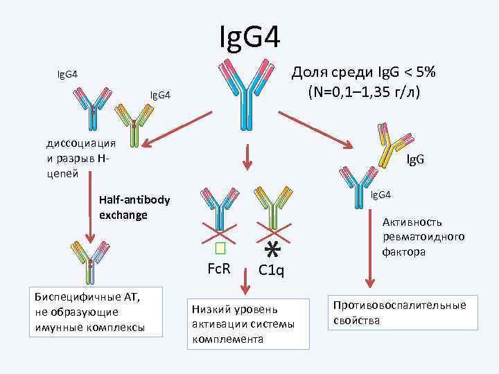 Иммуноглобулины класса g igg