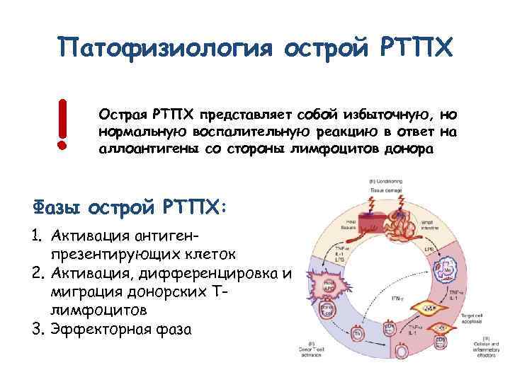 Патофизиология острой РТПХ ! Острая РТПХ представляет собой избыточную, но нормальную воспалительную реакцию в