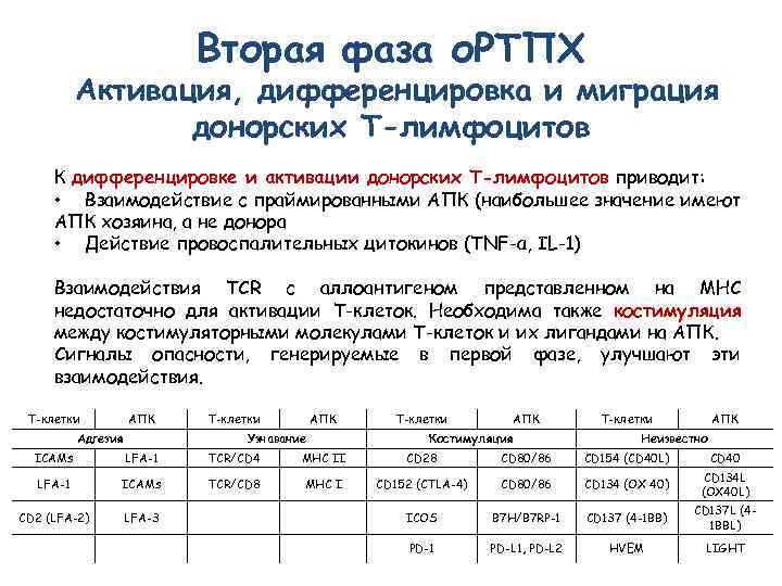 Вторая фаза о. РТПХ Активация, дифференцировка и миграция донорских Т-лимфоцитов К дифференцировке и активации