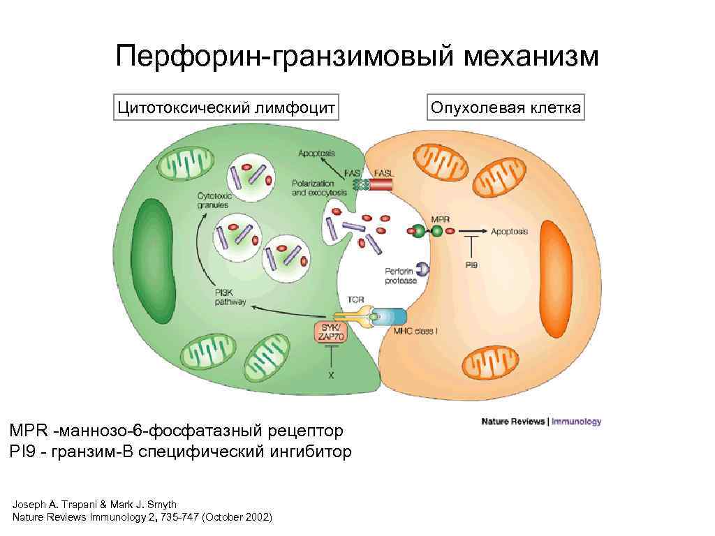 Перфорин-гранзимовый механизм Цитотоксический лимфоцит MPR -маннозо-6 -фосфатазный рецептор PI 9 - гранзим-В специфический ингибитор