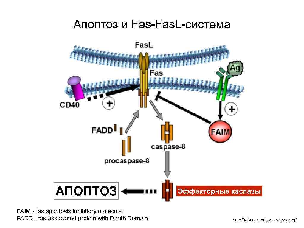 Апоптоз и Fas-Fas. L-система АПОПТОЗ FAIM - fas apoptosis inhibitory molecule FADD - fas-associated