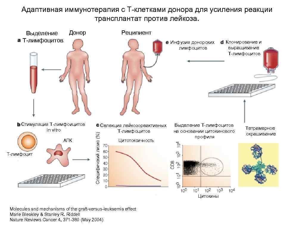 Адаптивная иммунотерапия с Т-клетками донора для усиления реакции трансплантат против лейкоза. Донор Выделение Т-лимфоцитов