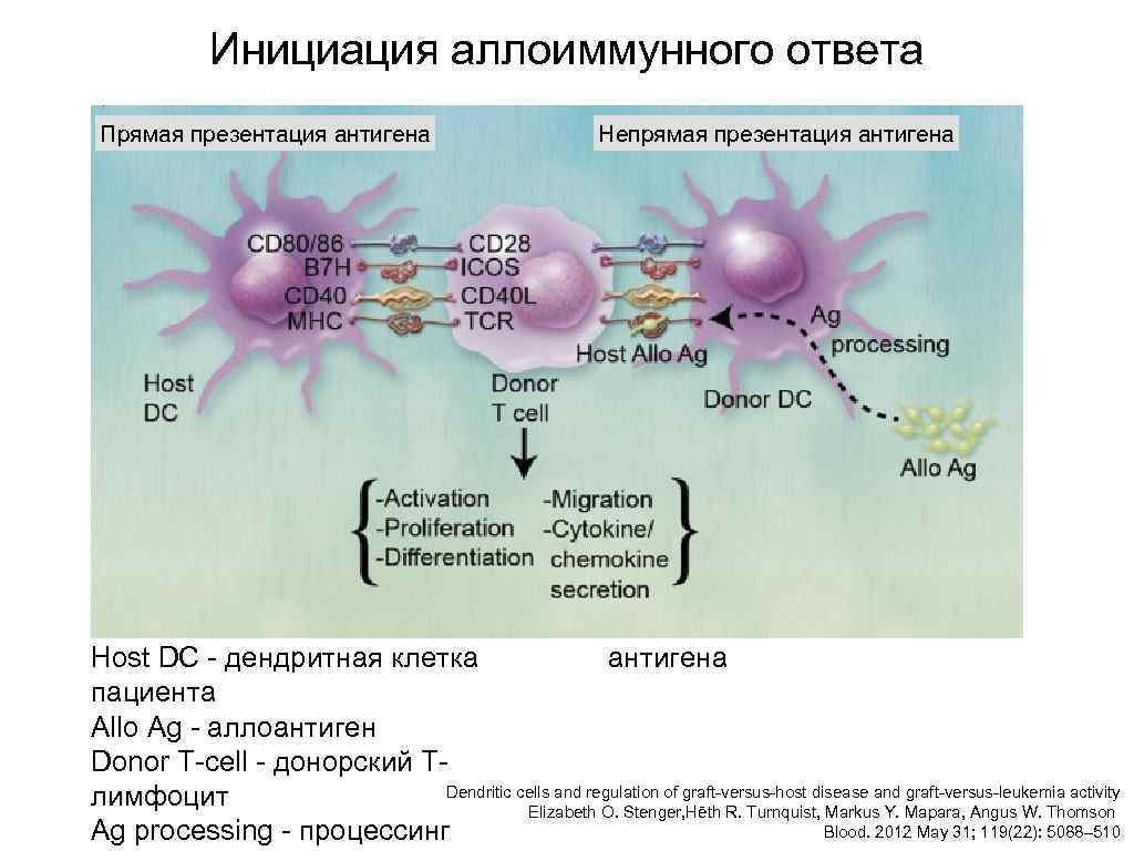 Инициация аллоиммунного ответа Прямая презентация антигена Непрямая презентация антигена Host DC - дендритная клетка