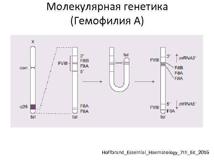 Молекулярная генетика (Гемофилия А) Hoffbrand_Essential_Haematology_7 th_Ed_2016 