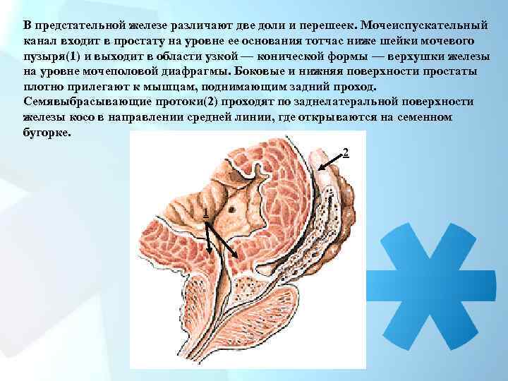 В предстательной железе различают две доли и перешеек. Мочеиспускательный канал входит в простату на