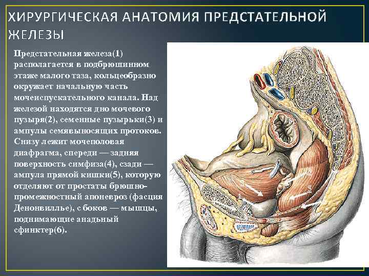 ХИРУРГИЧЕСКАЯ АНАТОМИЯ ПРЕДСТАТЕЛЬНОЙ ЖЕЛЕЗЫ Предстательная железа(1) располагается в подбрюшинном этаже малого таза, кольцеобразно окружает