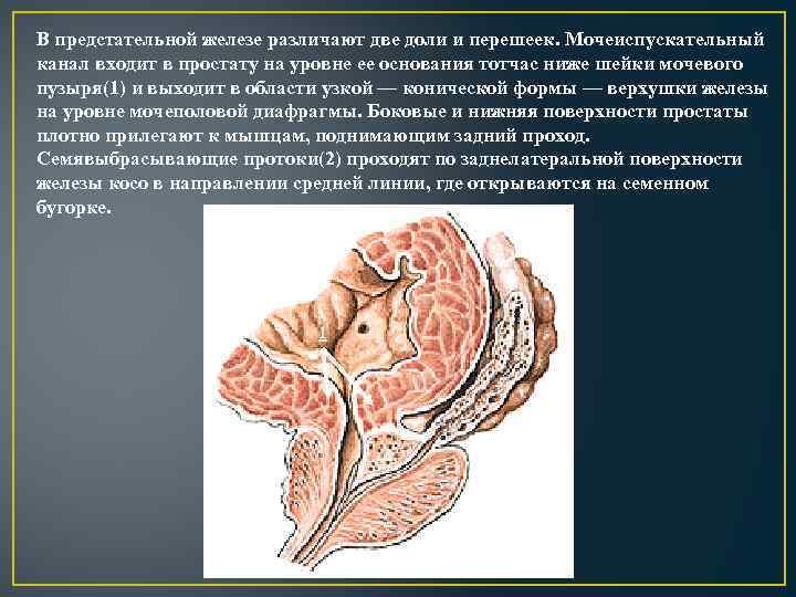 В предстательной железе различают две доли и перешеек. Мочеиспускательный канал входит в простату на