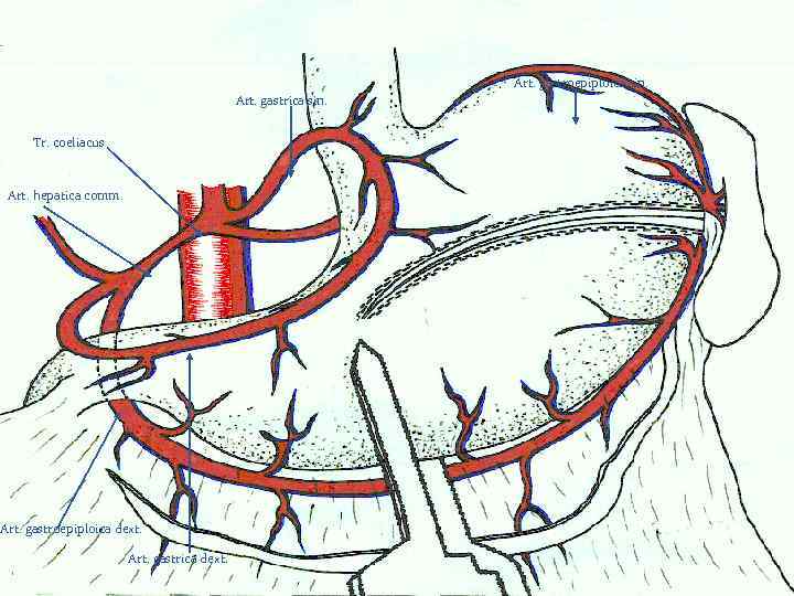 Art. gastroepiploica sin. Art. gastrica sin. Tr. coeliacus Art. hepatica comm. Art. gastroepiploica dext.