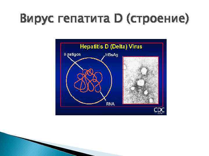 Вирус гепатита D (строение) 