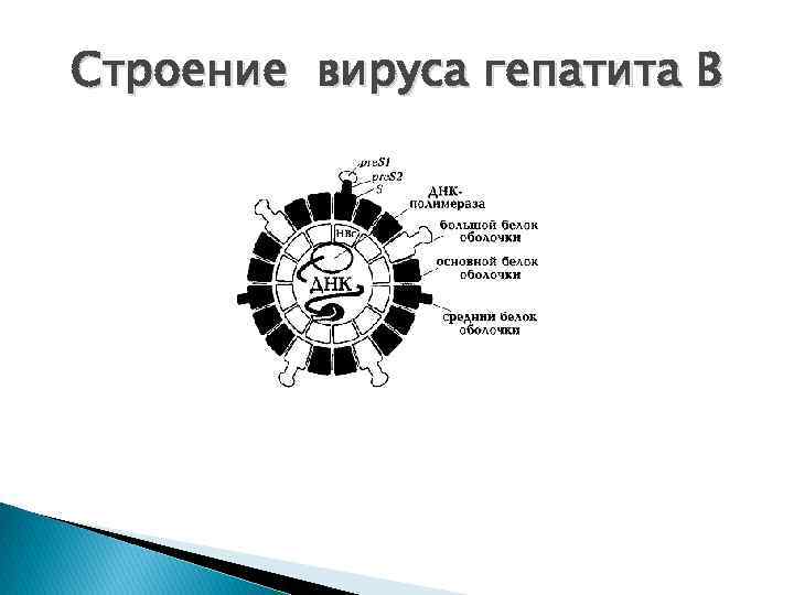 Строение вируса гепатита В 