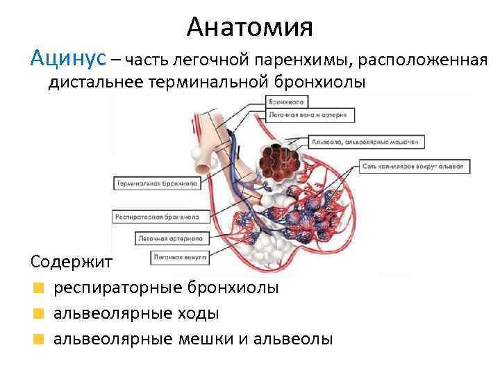 Схема строения ацинуса легкого