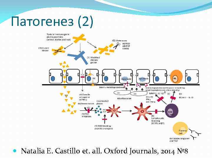 Патогенез (2) Natalia E. Castillo et. all. Oxford Journals, 2014 № 8 
