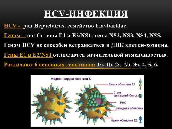 HCV-ИНФЕКЦИЯ HCV - род Hepacivirus, семейство Flaviviridae. Геном – ген С; гены Е 1
