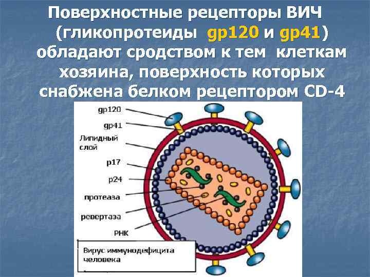 Антигены вируса иммунодефицита человека. Рецепторы ВИЧ. Gp120 ВИЧ. Рецепторы ВИЧ инфекции. Gp41 ВИЧ.
