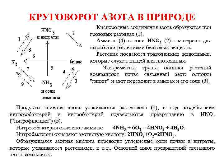 Характеристика v. Азотные соединения в природе. Азот аммиак кислородные соединения азота. Румино гепатическая циркуляция азота соотношение.