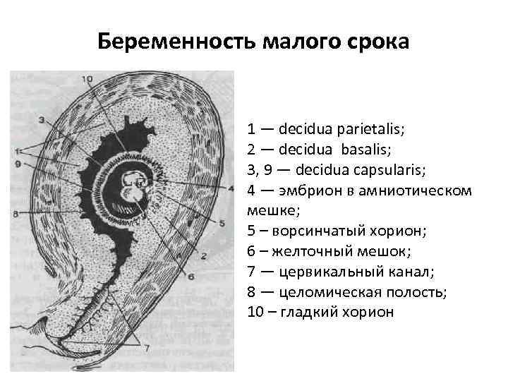 Малый срок. Желточный мешок и хорион. Гладкий и ворсинчатый хорион. Ворсинчатый хорион. Ворсинчатый хорион 6 мм.