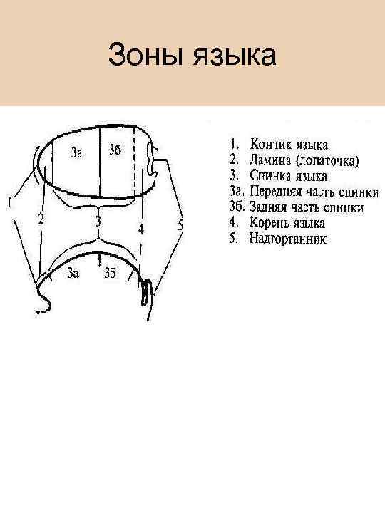 Зоны языка 