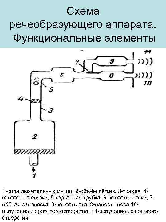 Схема речеобразующего аппарата. Функциональные элементы 1 -сила дыхательных мышц, 2 -объём лёгких, 3 -трахея,