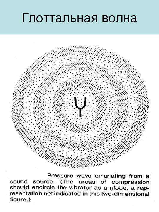 Глоттальная волна 