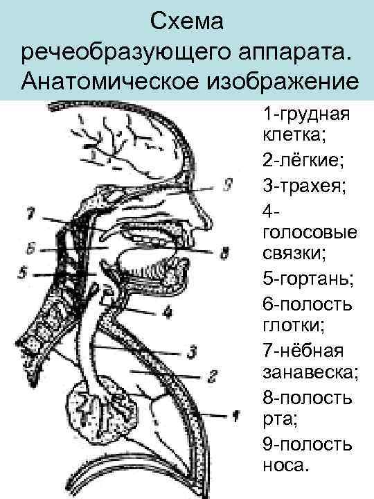 Схема речеобразующего аппарата. Анатомическое изображение 1 -грудная клетка; 2 -лёгкие; 3 -трахея; 4 голосовые