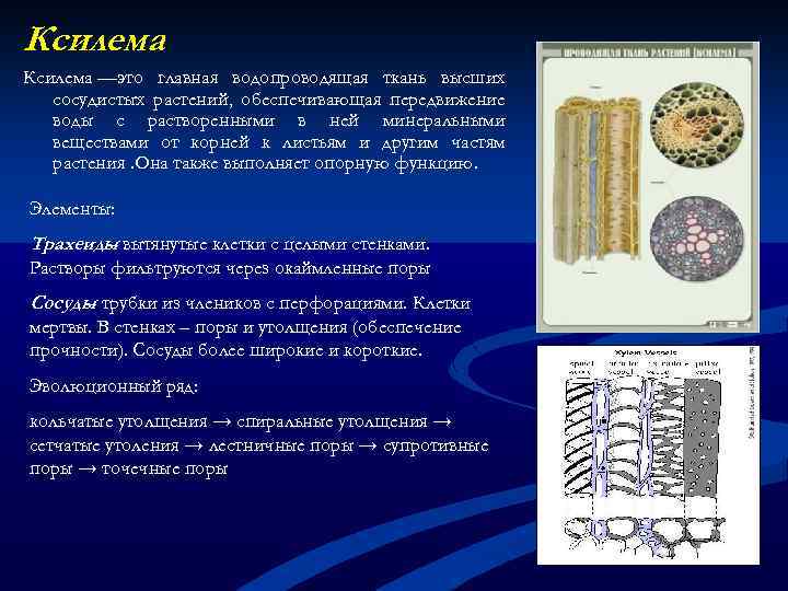 Ксилема —это главная водопроводящая ткань высших сосудистых растений, обеспечивающая передвижение воды с растворенными в