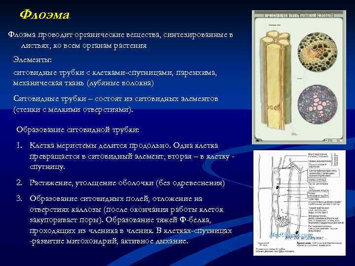 Флоэма проводит органические вещества, синтезированные в листьях, ко всем органам растения Элементы: ситовидные трубки