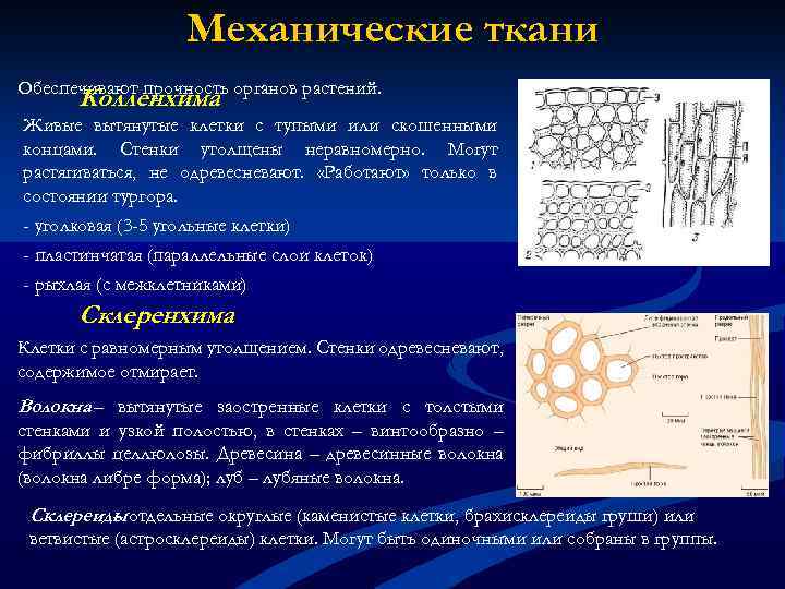 Механические ткани Обеспечивают прочность органов растений. Колленхима Живые вытянутые клетки с тупыми или скошенными