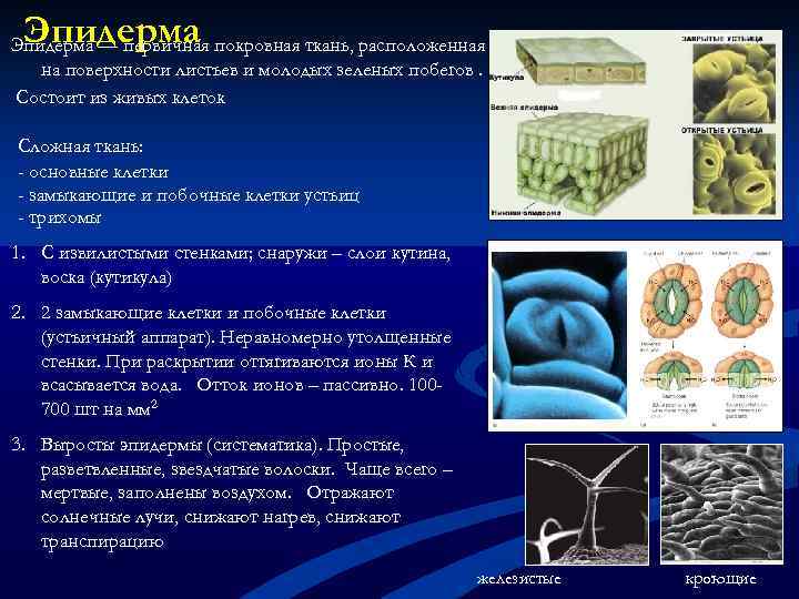 Эпидерма — первичная покровная ткань, расположенная на поверхности листьев и молодых зеленых побегов. Состоит