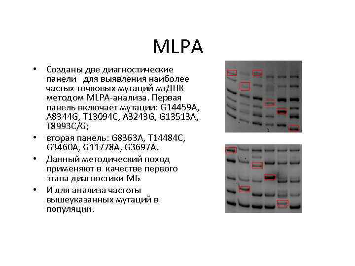 MLPA • Созданы две диагностические панели для выявления наиболее частых точковых мутаций мт. ДНК