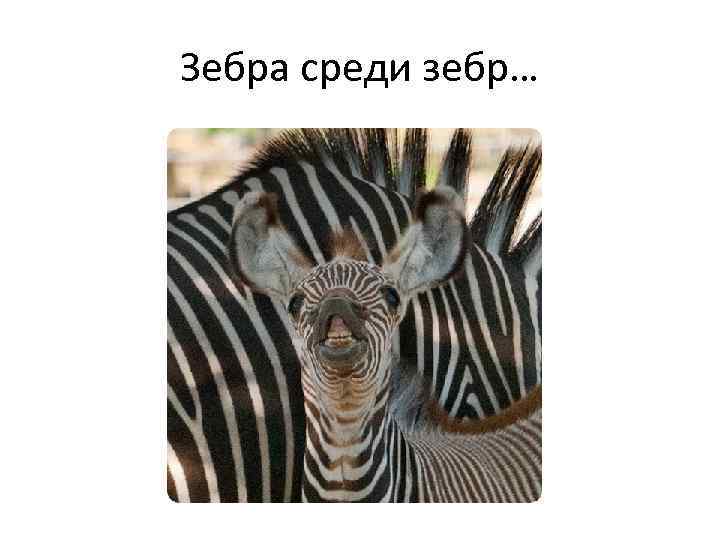 Зебра среди зебр… 