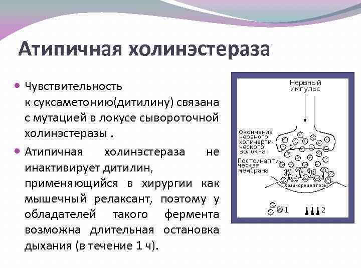 Атипичная холинэстераза Чувствительность к суксаметонию(дитилину) связана с мутацией в локусе сывороточной холинэстеразы. Атипичная холинэстераза