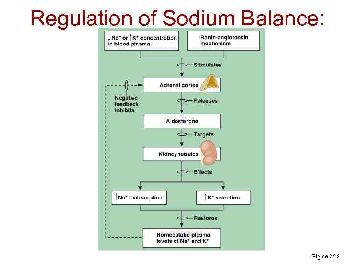 Regulation of Sodium Balance: Aldosterone Figure 26. 8 
