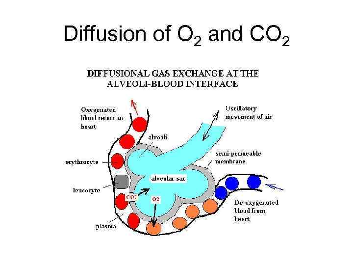 Diffusion of O 2 and CO 2 