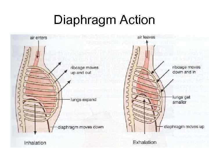 Diaphragm Action 