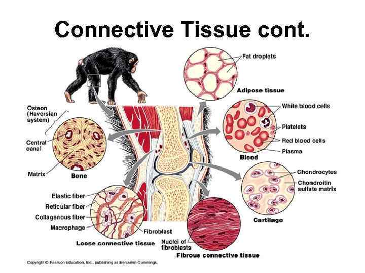Connective Tissue cont. 