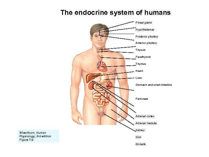 The endocrine system of humans Pineal gland Hypothalamus Posterior pituitary Anterior pituitary Thyroid Parathyroid