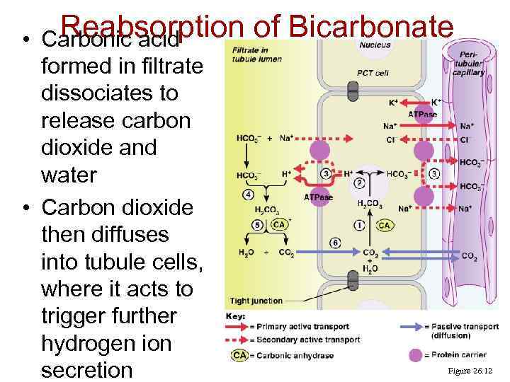 Reabsorption of Bicarbonate • Carbonic acid formed in filtrate dissociates to release carbon dioxide