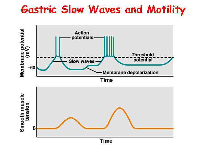 Gastric Slow Waves and Motility 
