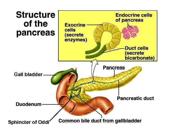 Gall bladder Sphincter of Oddi 