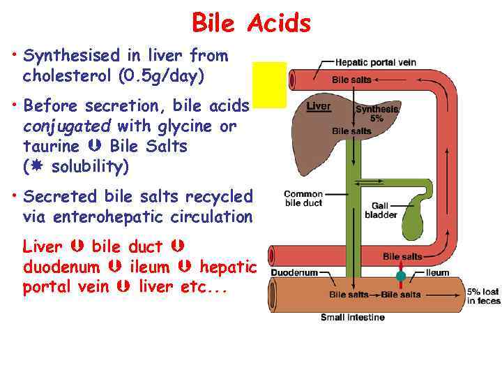 Bile Acids • Synthesised in liver from cholesterol (0. 5 g/day) • Before secretion,