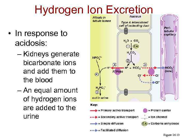Hydrogen Ion Excretion • In response to acidosis: – Kidneys generate bicarbonate ions and