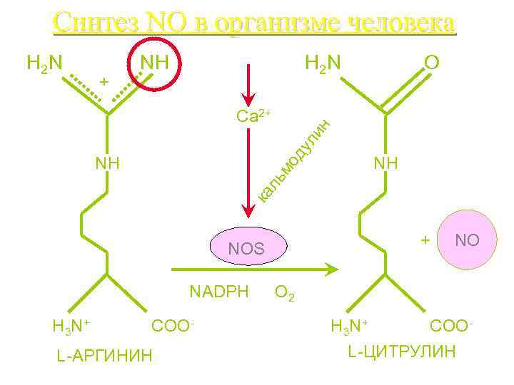 Синтез NO в организме человека H 2 N O H 2 N NH +