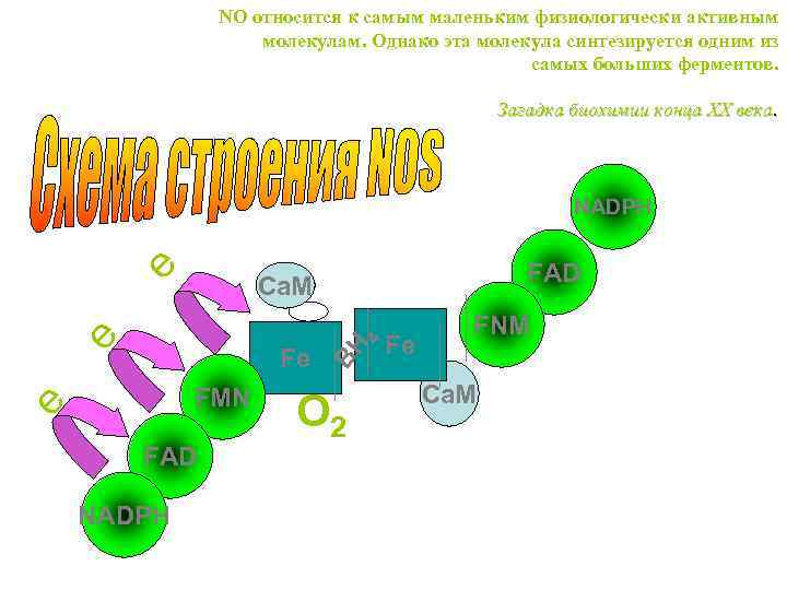 NO относится к самым маленьким физиологически активным молекулам. Однако эта молекула синтезируется одним из