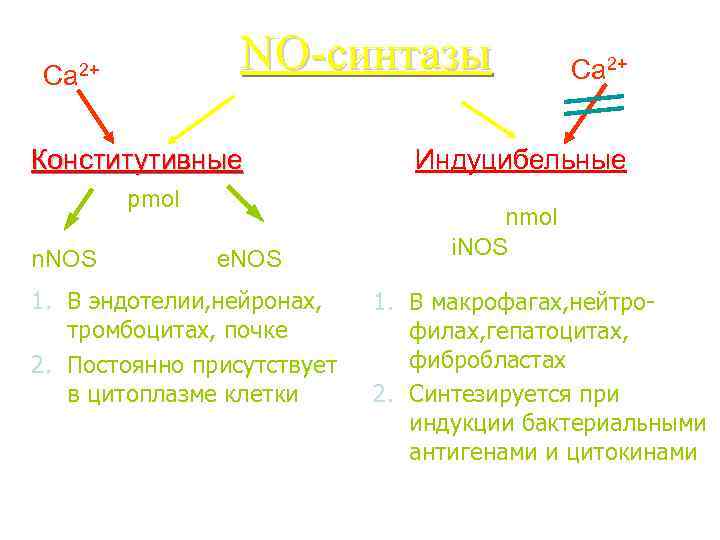 NO-синтазы Ca 2+ Конститутивные pmol n. NOS e. NOS 1. В эндотелии, нейронах, тромбоцитах,