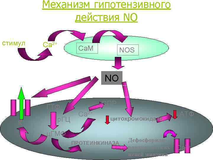 Механизм гипотензивного действия NO стимул Са 2+ Ca. M NOS NO ГTФ К+ р.